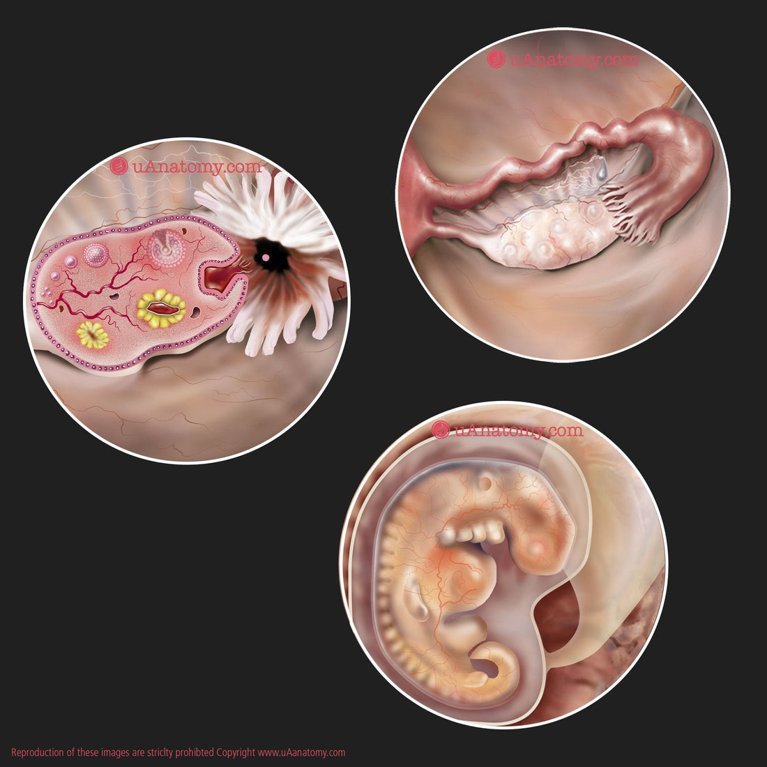 10 Facts You Might Not Know About Being Pregnant