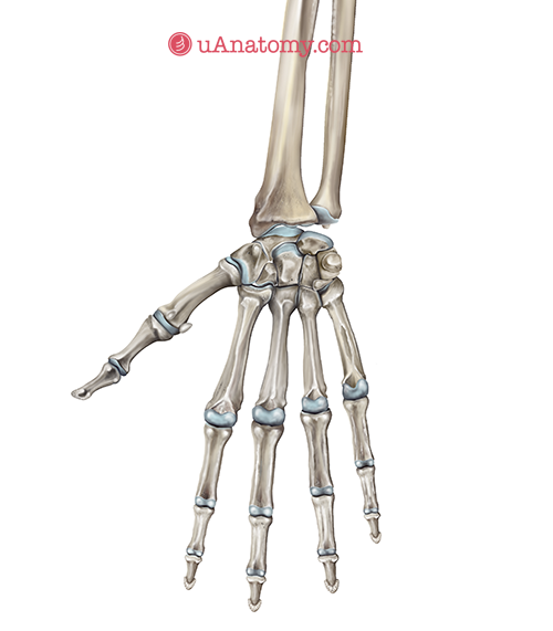 The Anatomical Wonders of the Human Hand
