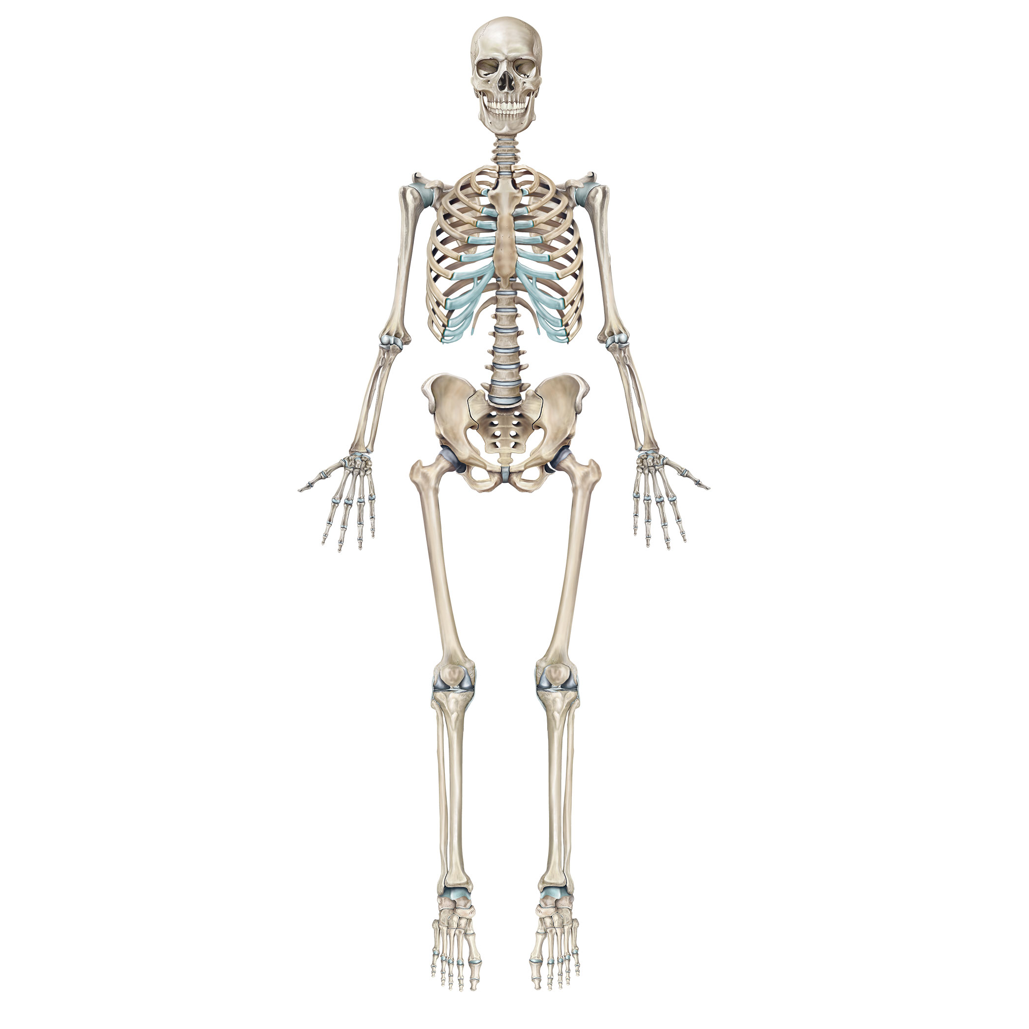 Скелет организации. Костная система скелет. Скелет человека скелет человека. Скелет анатомия. Скелет тела человека анатомия.