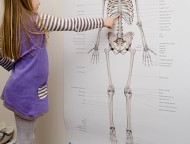 Child looking at skeleton poster