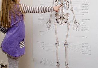 Child looking at skeleton poster