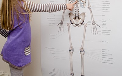 Child looking at skeleton poster