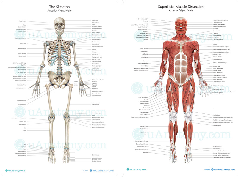 Human Skeleton Anatomy Chart | Human Anatomy Poster - Skeleton