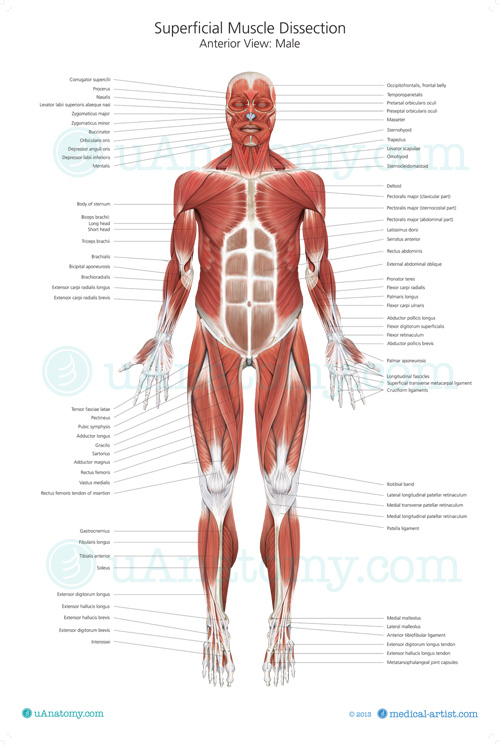 Human Muscle Chart