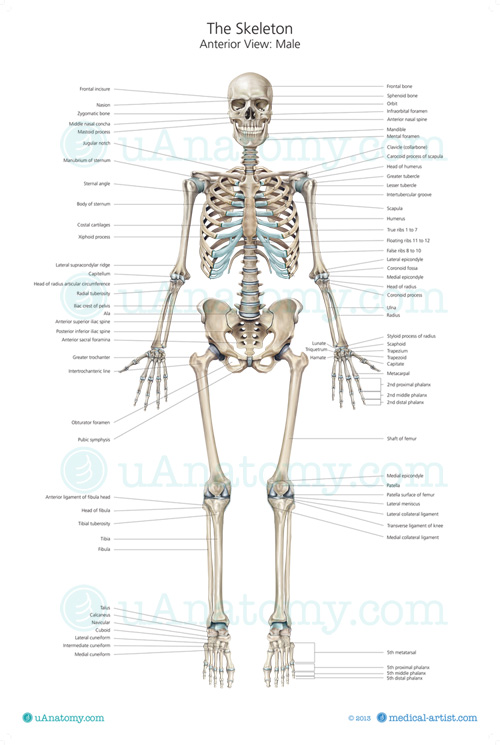 Skeleton Anatomy Chart