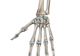 Skeleton anatomy of the hand