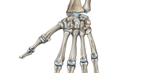 Skeleton anatomy of the hand