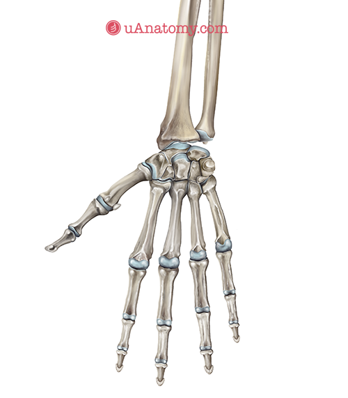 Skeleton anatomy of the hand